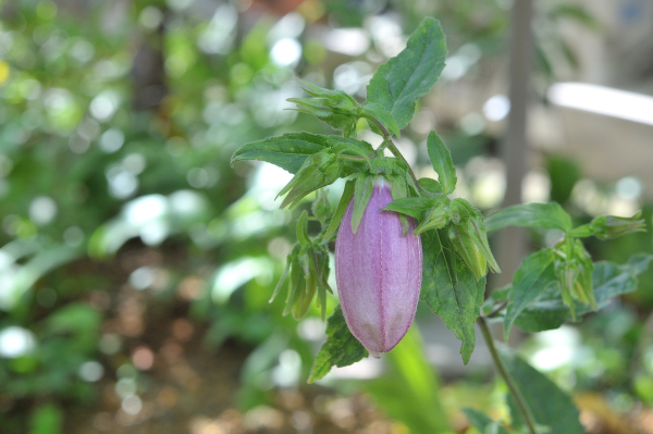 花を咲かせる寸前のホタルブクロです
