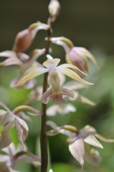 花を咲かせた八丈島産のエビネです。