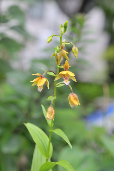 我が家のカキランの花です