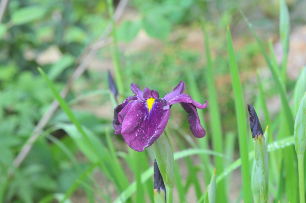 ノハナショウブの花です