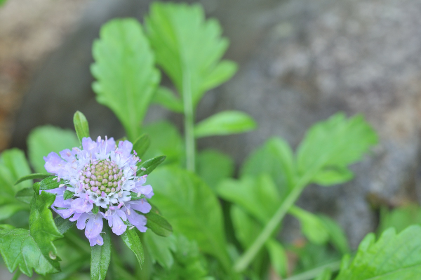 我が家で咲いたエゾマツムシソウの花です