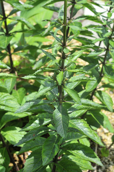 ハクサンシャジンの葉っぱです