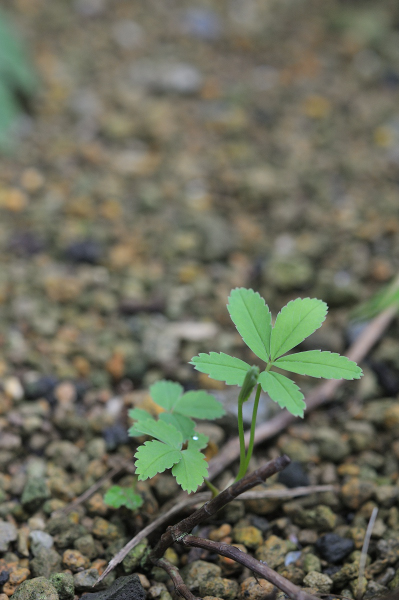 クロバナロウゲの芽です