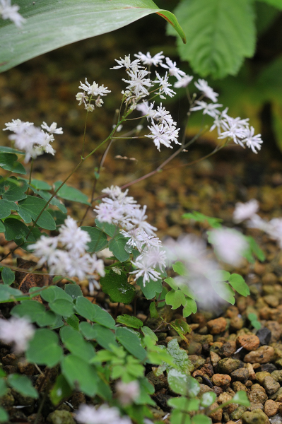 ヤクシマカラマツの花