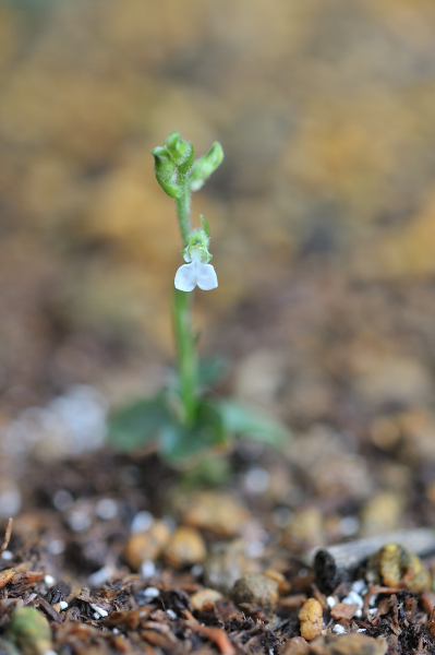 ハクウンランの花です
