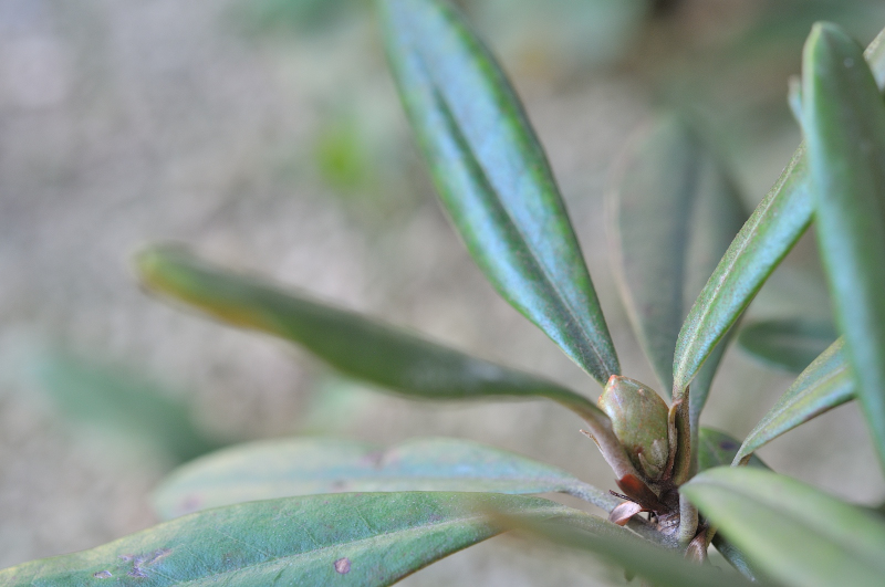只見シャクナゲの花芽です