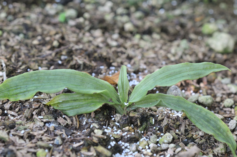 キンセイランの葉っぱです