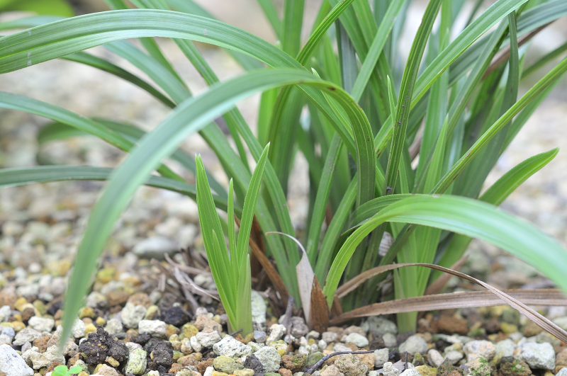 春蘭の新芽です