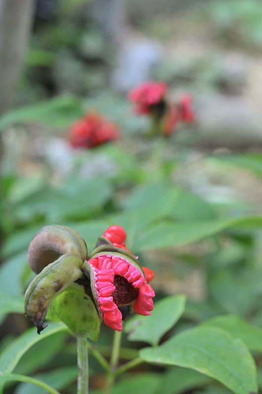 ヤマシャクヤクの実です