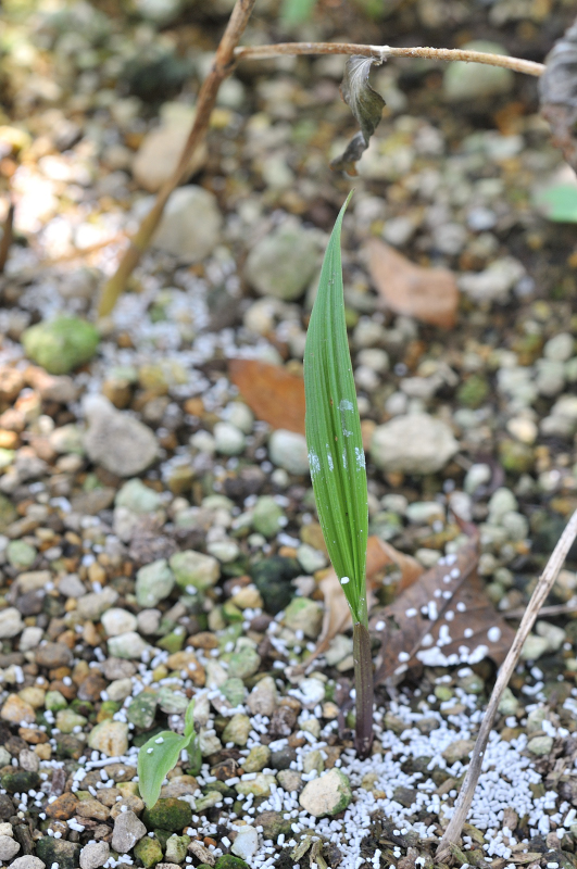 コケイランの葉っぱです