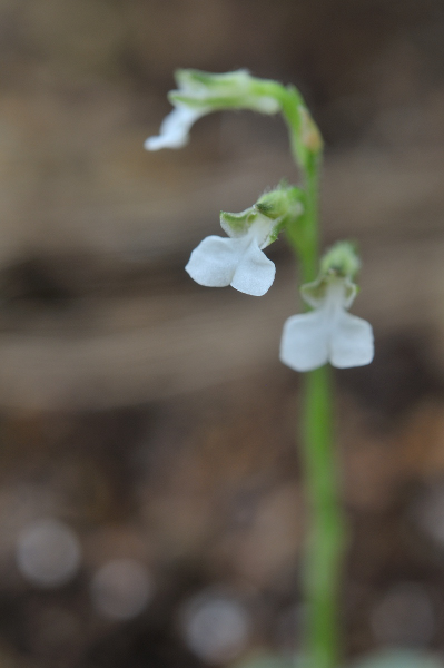 ハクウンランの花です