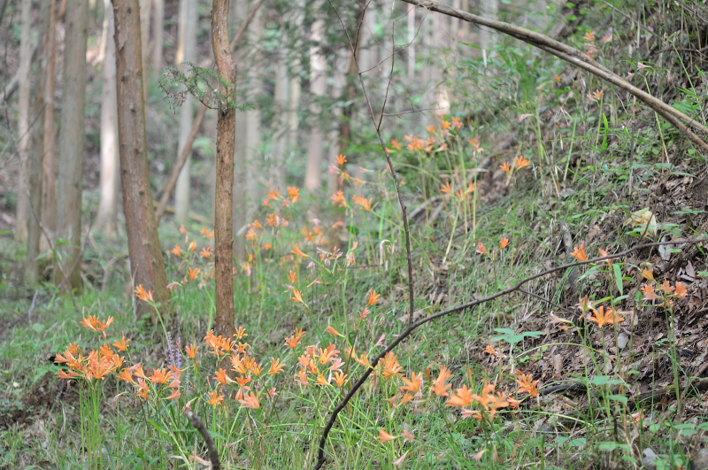 実家の近くにある、キツネノカミソリの自生地です