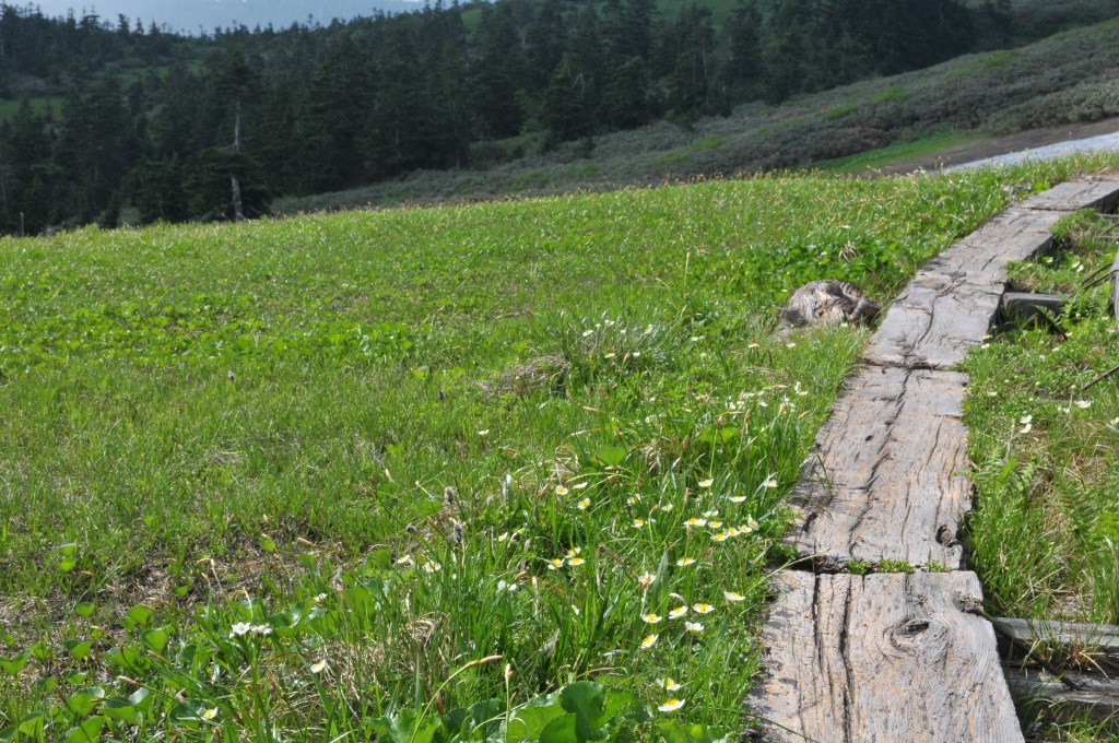木道横で、チングルマ・イワイチョウが咲いています