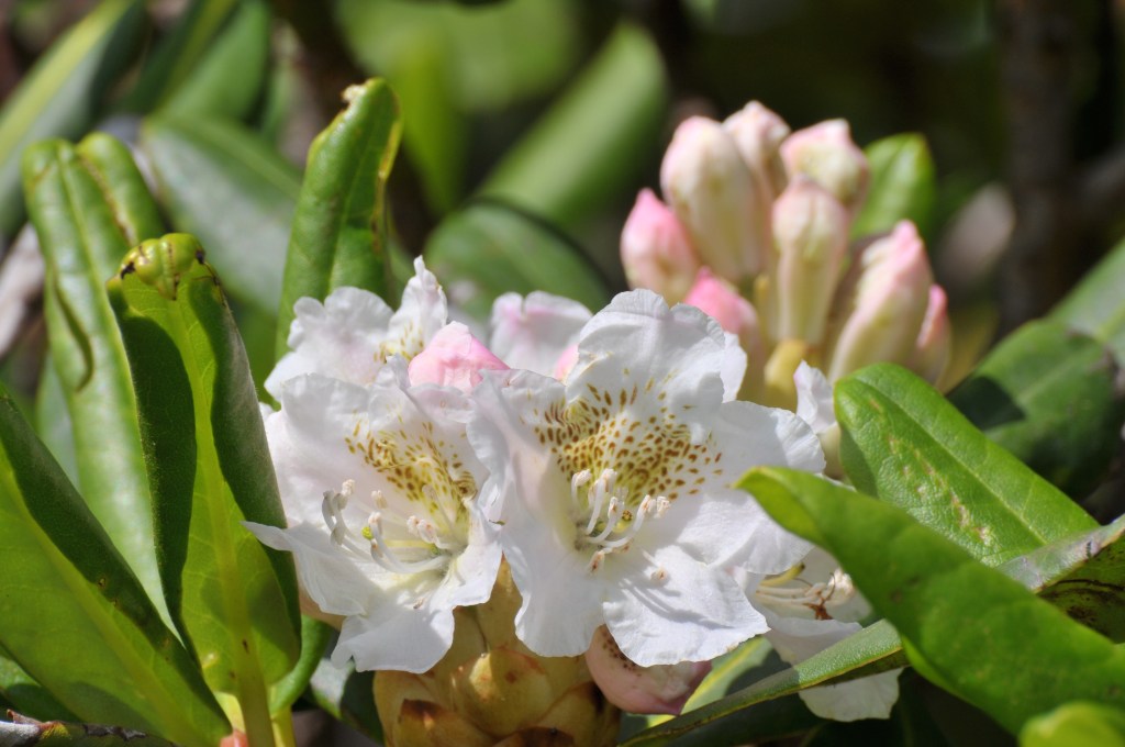 ハクサンシャクナゲの花です