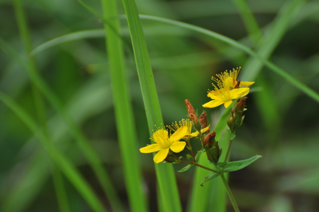 イワオトギリの花です