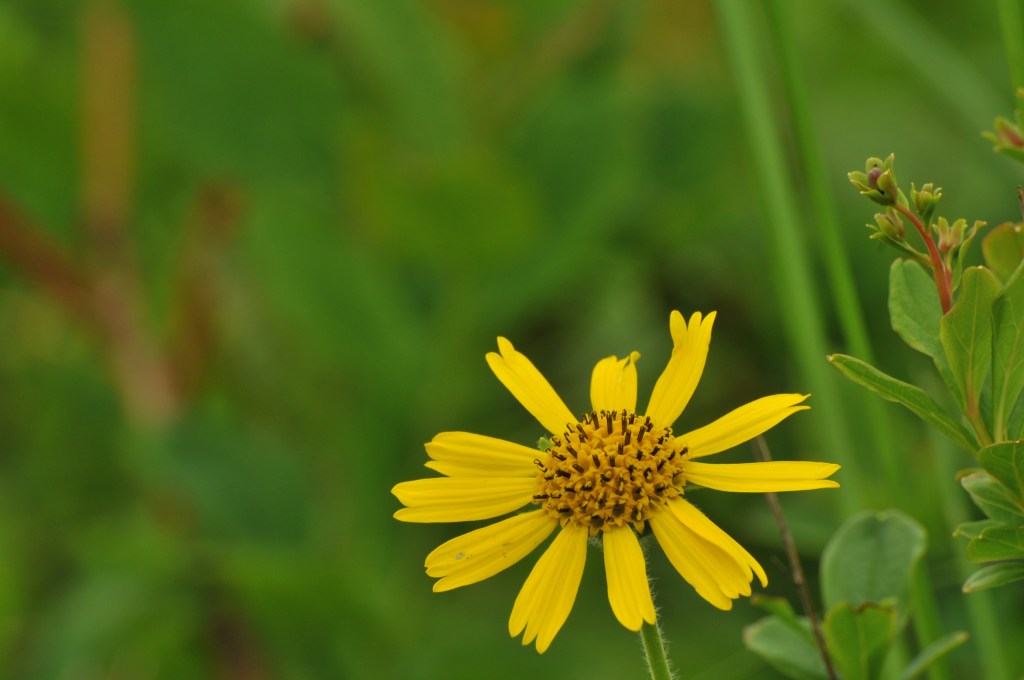 ウサギギクの花です