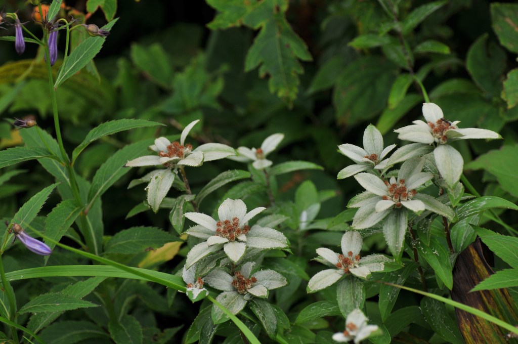 ミネウスユキソウです