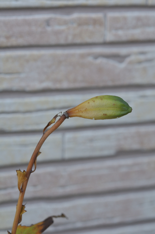 ササユリの実です