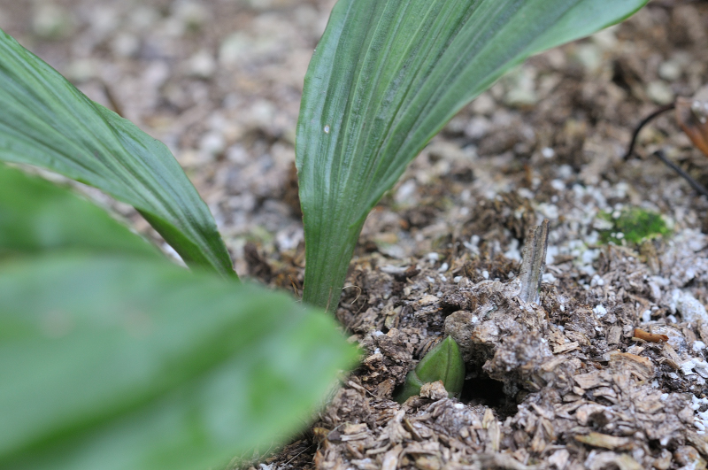 コオズエビネの新芽です