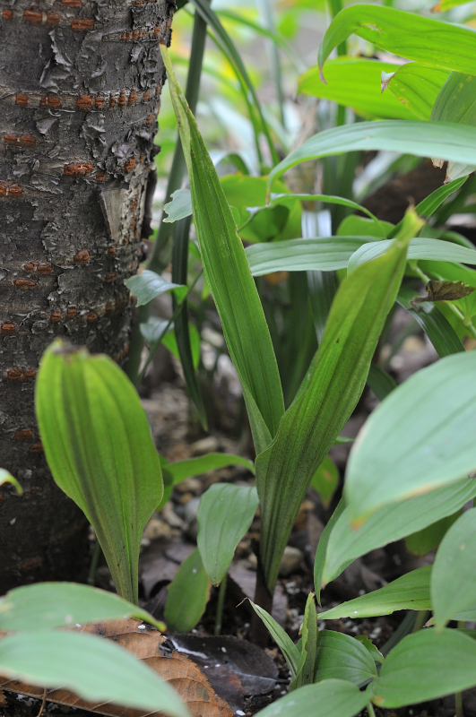 サイハイランの新芽です