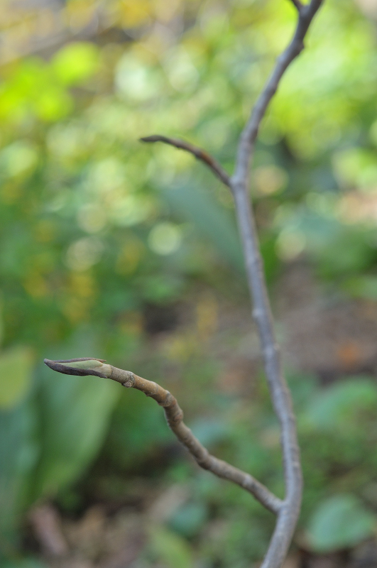 オオヤマレンゲの芽です