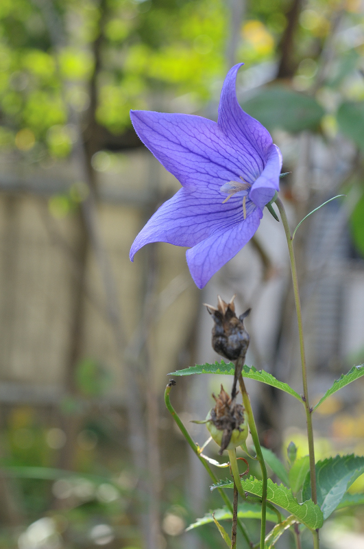 先週咲いた、キキョウの花です