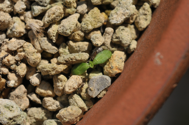 エゾマツムシソウが発芽しました