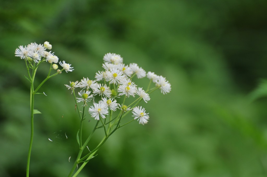 モミジカラマツの花です