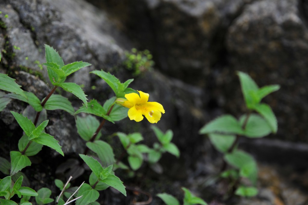 オオバミゾホオズキの花です