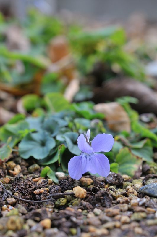 タチツボスミレの花です