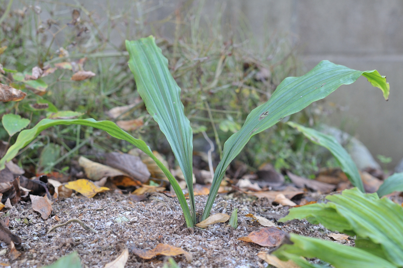 八丈島産のエビネ