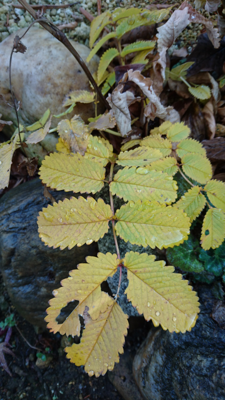 カライトソウの黄葉です
