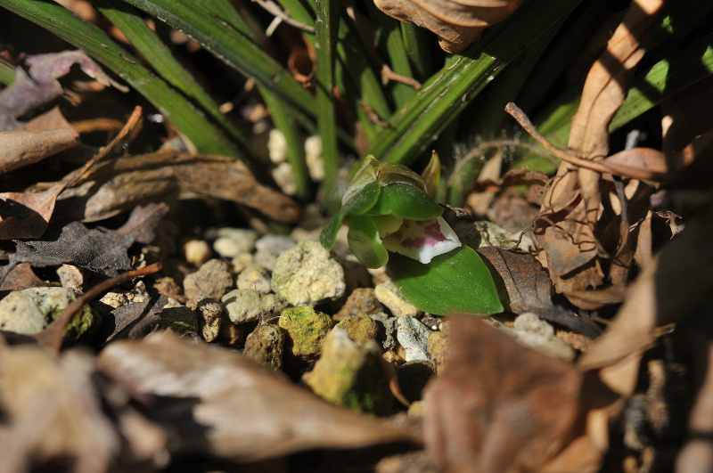 春蘭が開花しました