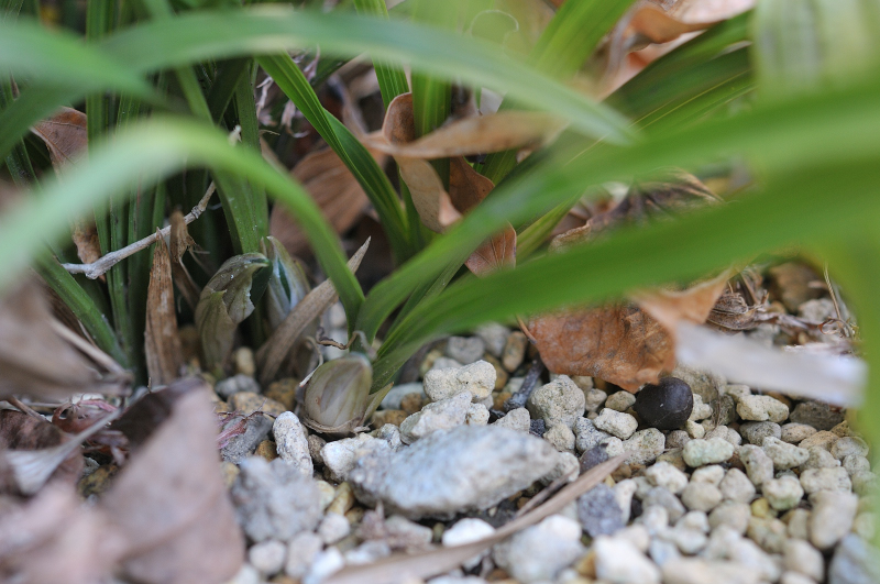 春蘭の花芽です