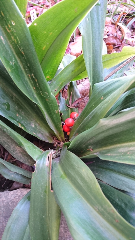 万年青の赤い実です