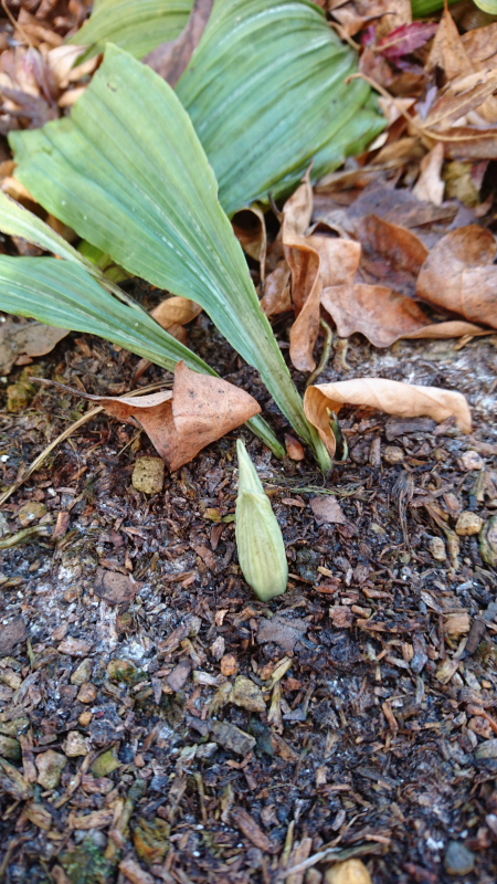 八丈島産エビネの新芽です