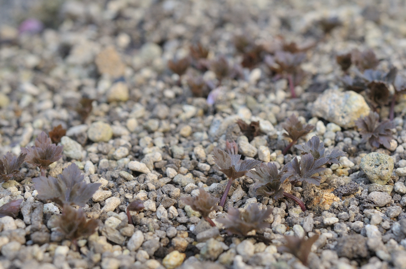 ニリンソウの葉っぱです