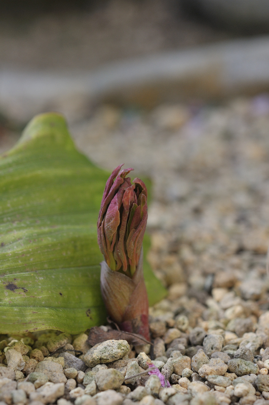 山芍薬の芽です