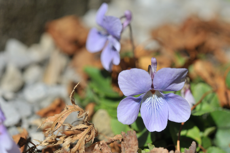 タチツボスミレの花です