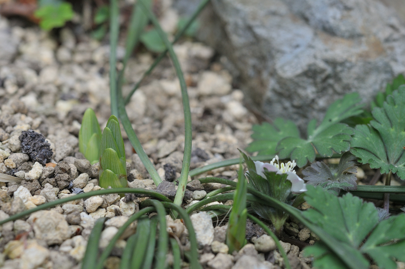 ヤブランの芽です
