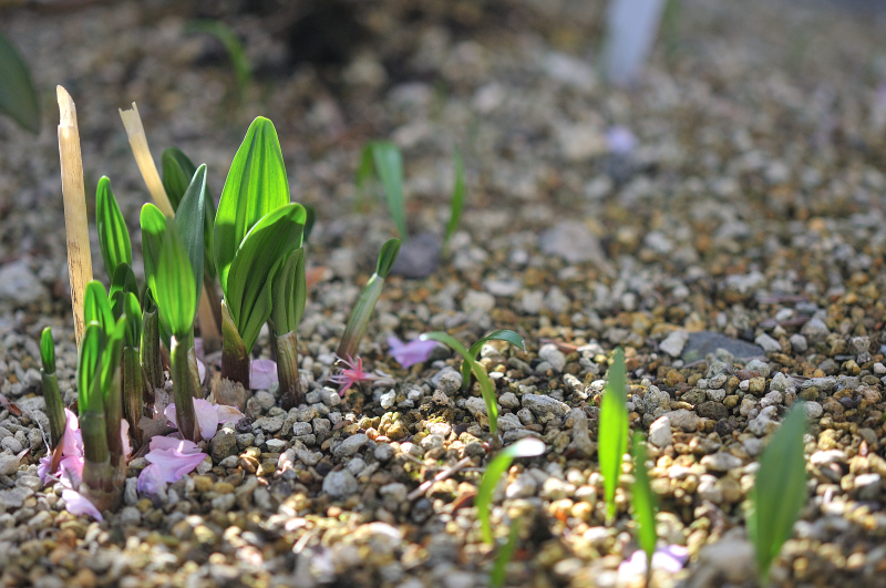 行者ニンニクの芽です