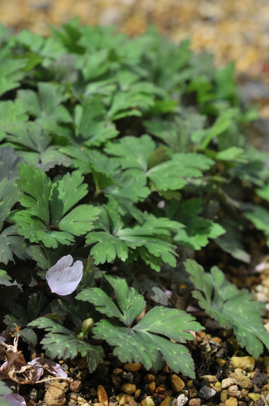 ニリンソウの葉と蕾です