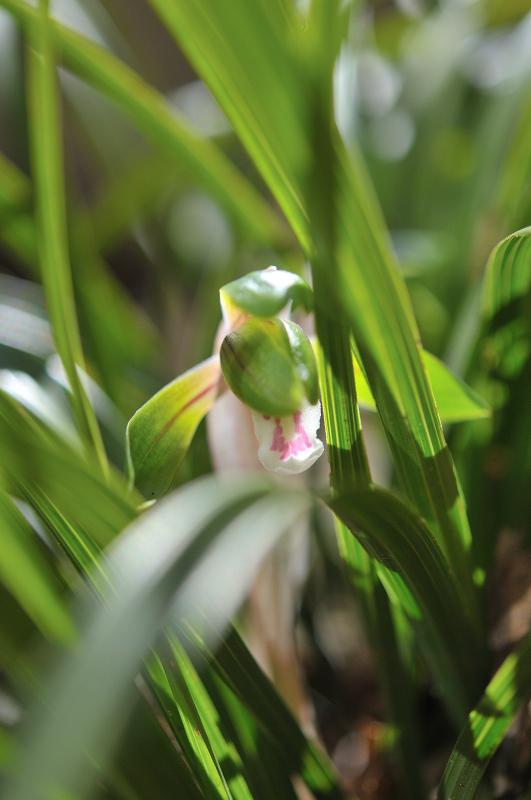 春蘭の花