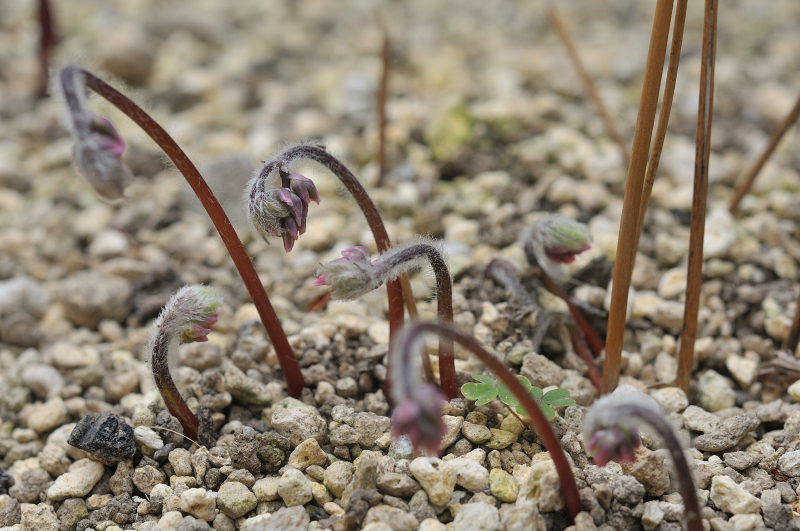 イカリソウの花芽