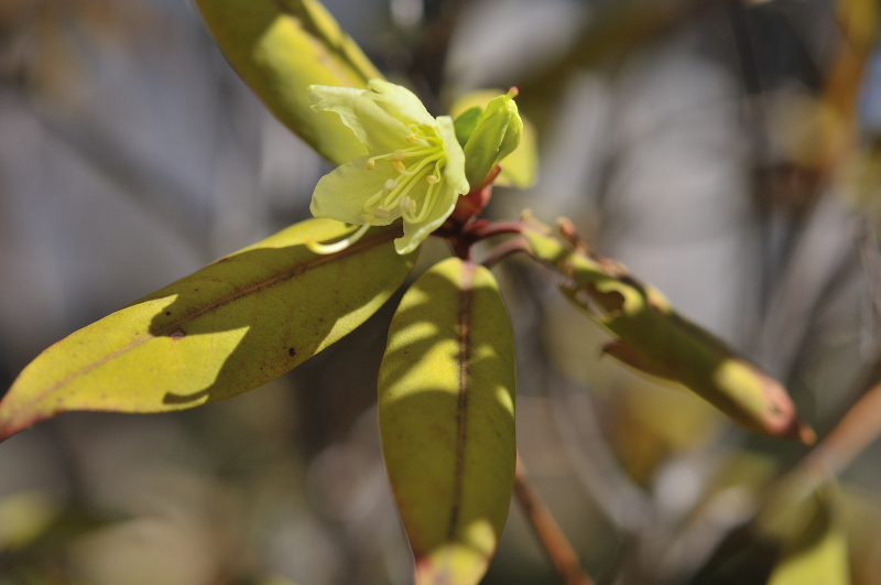日光ヒカゲツツジの花と蕾です。