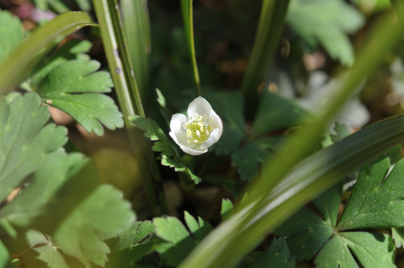 ニリンソウの咲き始めです