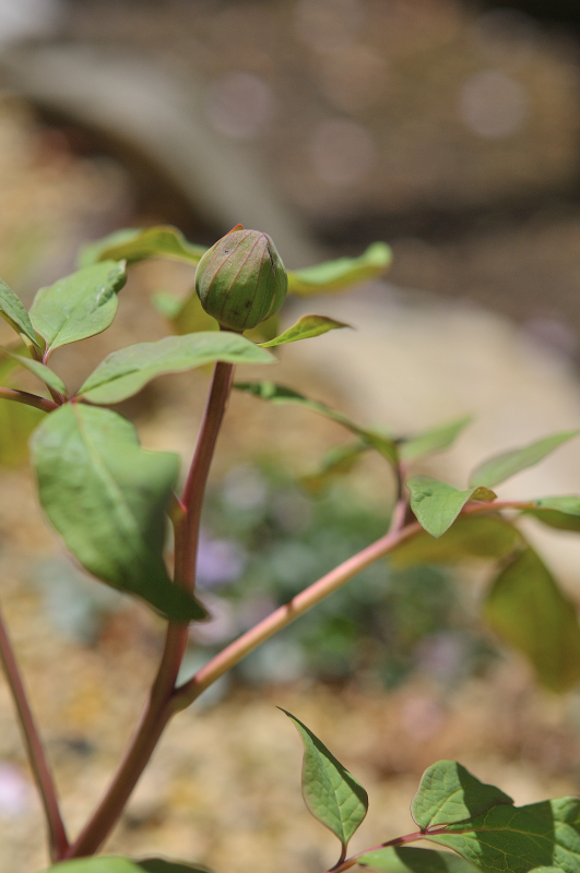 山芍薬のつぼみです