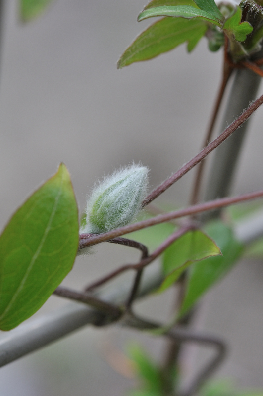風車のつぼみです