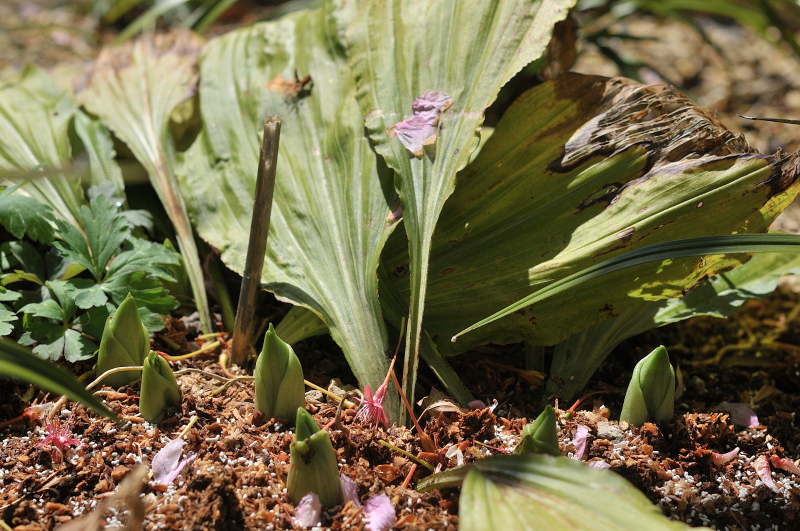 タカネの芽です