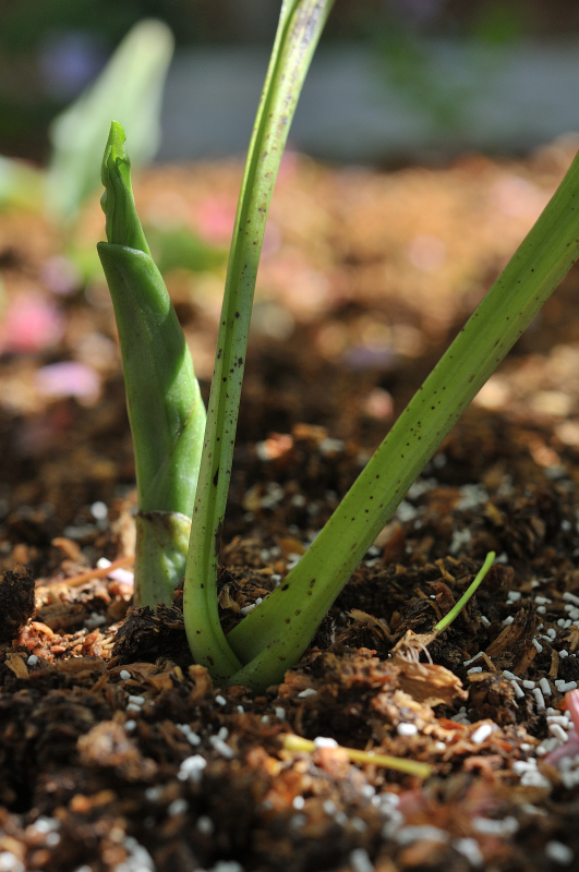 コオズ・ひな祭りの芽です